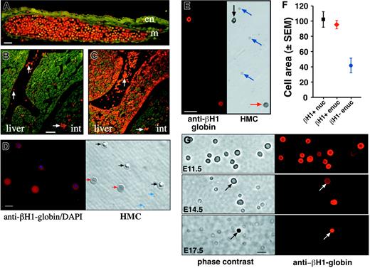 Figure 2. Immunohistochemistry with antiglobin antibodies. (A) E10.5 yolk sac stained with anti–βH1-globin antibody. Positive primitive erythroblasts are evident throughout a large blood vessel, whereas adjacent mesoderm-derived (m) and endoderm (en) cells are negative. The scale bar represents 25 microns. (B-C) E12.5 neighboring embryo sections stained with anti–βH1-globin (B) and anti–βmajor-globin (C) antibodies. The anti–βH1-globin antibodies decorate primitive erythroblasts in blood vessels (white arrows). Anti–βmajor-globin antibodies decorate both primitive red cells in vessels and definitive erythroblasts maturing in the liver (liver). Int indicates intestine. The scale bar represents 50 μm. (D) E13.5 peripheral blood cells stained both with anti–βH1-globin antibodies and with DAPI (left). A paired Hoffman modulation contrast image (HMC, right) shows the βH1-globin–positive nucleated cells (black arrows), βH1-globin–negative enucleated cells (blue arrows), and βH1-globin–positive enucleated cells (red arrows). The scale bar represents 10 μm. (E) E15.5 peripheral blood cells stained with anti–βH1-globin antibodies (left). A paired Hoffman modulation contrast image (HMC, right) of the same field of cells indicates a βH1-globin–positive nucleated cell (black arrow), the βH1-globin–negative enucleated cells (blue arrows), and a βH1-globin–positive enucleated cell (red arrow). The scale bar represents 25 μm. (F) Morphometric analysis of cell area of 3 populations of peripheral blood cells at E15.5 of mouse gestation. Nucleated (black square) and enucleated (red diamond) βH1-globin–positive cells are both similar in size and are significantly larger than βH1-globin–negative definitive erythrocytes (blue circle). Ordinate units are μm2. (G) Immunohistochemical analysis of βH1-globin expression in circulating blood cells from E11.5, E14.5, and E17.5 mouse embryos (right column) with paired phase contrast images (left column). At E14.5, both nucleated and enucleated (arrow) βH1-globin–positive cells are evident. All images are at the same magnification. Scale bar represents 10 μm.