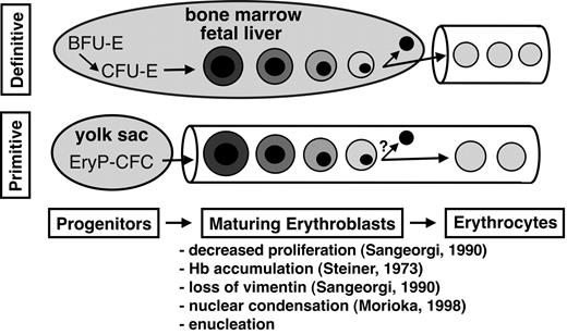 Figure 4. Primitive and definitive erythropoiesis each share 3 phases of differentiation. Committed erythroid progenitors give rise to maturing nucleated erythroblasts that ultimately generate enucleated erythrocytes. The specific erythroid progenitors are EryP-CFCs (primitive erythroid colony-forming cells), BFU-Es (erythroid burst-forming units), and CFU-Es (erythroid colony-forming units). The characteristics common to primitive and definitive erythroblast maturation in mammals are listed along with references pertaining to primitive erythropoiesis in the mouse. We propose that a major distinction between primitive and definitive erythropoiesis in mammals is that primitive red cells differentiate while circulating in the bloodstream, whereas definitive red cells enter the circulation only after completing their maturation extravascularly.