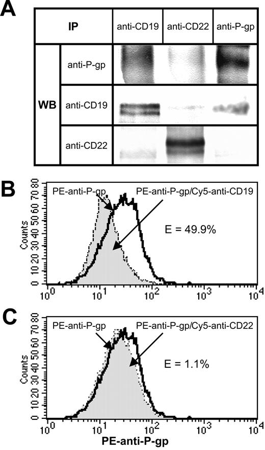 Figure 4. Association of CD19 and P-gp in Namalwa/MDR1 cells. (A) Coprecipitation of CD19 and P-gp in 1% Triton X-100 lysates of Namalwa/MDR1 cells. Equal amounts of the total cell lysate proteins were immunoprecipitated with the indicated MAbs and analyzed by Western blotting for the presence of P-gp, CD19, and CD22. (B-C) Flow cytometric analysis of FRET between PE anti–P-gp and Cy5 anti-CD19 or Cy5 anti-CD22 in Namalwa/MDR1 cells. Cells (106) were incubated for 30 minutes on ice with 1 μg PE anti–P-gp, washed, and then incubated for another 30 minutes on ice in the absence or presence of 1 μg Cy5 anti-CD22 MAb or anti-CD19. The cells were washed, fixed with 1% paraformaldehyde, and analyzed on a FACS-Calibur flow cytometer. The bold line histogram represents background PE fluorescence in the absence of Cy5 anti-CD19 or anti-CD22, whereas filled histograms represent PE fluorescence in the presence of Cy5 anti-CD19 (B) or Cy5 anti-CD22 (C). PE fluorescence quenching in the presence of Cy5 anti-CD19 corresponds to the percent of energy transfer efficiency (E%) of 49.9%. Cy5 anti-CD22 did not induce fluorescence quenching (E = 1.1%). At least 3 independent experiments were performed. IP indicates immunoprecipitation.