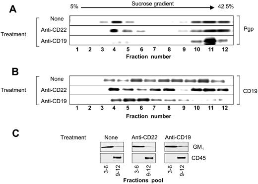 Figure 6. Distribution of P-gp and CD19 in the lipid raft fractions of the plasma membrane. The 12 fractions isolated by sucrose gradient ultracentrifugation of the 1% Triton X-100 cell lysates from Namalwa/MDR1 cells before and after treatment with HD37 or RFB4 were analyzed for the presence of (A) P-gp and (B) CD19. The combined lipid raft fractions from the gradient (3-6) and soluble fractions from the gradient (9-12) were analyzed for the presence of GM1 and CD45, respectively (C). The proteins were electrophoresed on a 6% (P-gp), 7.5% (CD45), 8% (CD19), and 12% SDS-PAGE (GM1), and analyzed by Western blotting using either specific antibodies or HRP-ChB, as indicated in “Materials and methods.”