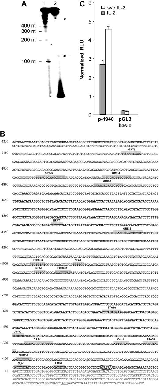 Figure 2. Identification and characterization of the nucleotide sequence of the 5′-flanking region of the human gilz gene. (A) Mapping of the transcription start site of the gilz gene by primer extension. RNA from NKL cells was prepared and submitted to reverse transcription using a 32P-radiolabeled primer positioned 128 nt upstream of the translation start site. Reaction products (2) were run on a polyacrylamide gel in parallel with radiolabeled size marker (1). (B) Nucleotide sequence of the 5′-flanking region of the gilz gene. The sequence is numbered with the first nucleotide of the transcription start site indicated as +1 corresponding to position 6536 of GenBank accession number AL590423.14. The putative cis-regulatory elements present in the gilz promoter are represented in gray boxes and named accordingly. Circled letters indicate the TATA box. The translation start site is underlined +1. (C) Gilz promoter activity in CTLL-2 cells. A reporter construct containing the –1940 to +19 bp of the 5′ flanking sequence from the gilz gene was generated and transfected into CTLL-2 cells. Cells were then cultured with or without IL-2 for 8 hours. Results are expressed as normalized (Firefly/Renilla) relative luciferase units (RLU) and represent the mean ± SEM (error bars) of 3 independent experiments performed in duplicate.