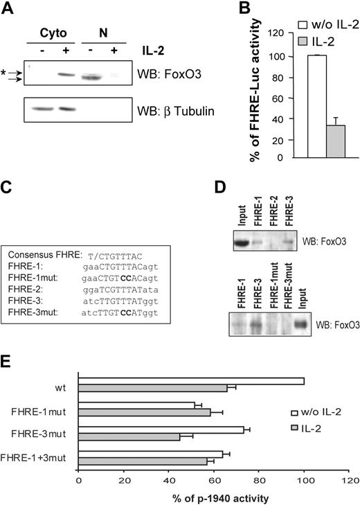 Figure 3. Forkhead responsive elements present in the gilz promoter regulate its activity following interleukin-2 deprivation. (A) Subcellular localization of FoxO3 in CTLL-2 cells. Cells were deprived of IL-2 for 3 hours and then cultured with or without IL-2 for 1 hour. Western blotting was performed using a specific anti-FoxO3 antibody. After stripping, the membrane was reblotted with an anti–β Tubulin antibody to control the possible nuclei contamination with cytoplasmic material. *Shifted band of phosphorylated FoxO3 compared with the unshifted band. Cyto indicates cytoplasmic extract; N, nuclear extract. (B) IL-2 inhibits FoxO3 transcriptional activity. CTLL-2 cells were transiently transfected with 10 μg FHRE-Luc and cultured with or without IL-2 for 8 hours. Results are expressed as a percentage of FHRE-Luc activity and represent the mean ± SEM (error bars) of 2 independent experiments performed in duplicate. (C) Alignment of the consensus core FHRE with the 3 FHREs present in the gilz promoter. The mutations that were introduced for the experiments described in panels D and E are in bold characters. (D) DNA binding of FoxO3 on the various FHREs present in the gilz promoter. The 5′ biotinylated FHRE-1, FHRE-2, and FHRE-3 probes (upper panel) and mutated FHRE-1 and FHRE-3, FHRE-1mut and FHRE-3mut (lower panel) coupled to agarose beads were incubated with nuclear extracts from CTLL-2 cells transiently transfected with pcDNA3-FoxO3. Bound proteins were identified by Western blotting using anti-FoxO3 specific antibody. (E) Mutations of FHRE-1 and FHRE-3 in the gilz promoter affect its regulation. CTLL-2 cells were transiently transfected with the reporter plasmid p-1940 wild type (wt) or with either p-1940FHRE-1mut, p-1940FHRE-3mut, or p-1940FHRE-1+3mut (10 μg) containing one mutation in FHRE-1, one mutation in FHRE-3, or both mutations, respectively. Results are expressed as a percentage of p-1940 activity with 100% being the activity of the wild-type reporter construct in the absence of IL-2. Data represent the mean ± SEM (error bars) of 3 independent experiments performed in duplicate.