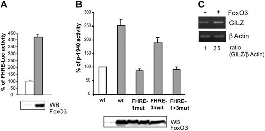 Figure 4. Overexpression of FoxO3 enhances gilz promoter activity and endogenous gilz expression.(A) FoxO3 is transcriptionally active in CTLL-2 cells. CTLL-2 cells were transiently transfected with 10 μg FHRE-Luc and 10 μg pcDNA3 (□) or pcDNA3-FoxO3 (▦) and cultured with or without IL-2 for 8 hours. Results are expressed as percentage of FHRE-Luc activity and represent the mean ± SEM (error bars) of 2 independent experiments performed in duplicate. Expression of FoxO3 was controlled by Western blot (bottom panel). (B) FoxO3 overexpression enhances gilz promoter activity. CTLL-2 cells were transiently transfected with 10 μg of either p-1940, p-1940FHRE1-mut, p-1940FHRE3-mut, or p-1940FHRE1+3-mut luciferase constructs and 10 μg pcDNA3 (□) or pcDNA3-FoxO3 (▦) and cultured for 8 hours in the absence of IL-2. Data are expressed as a percentage of p-1940 activity, with 100% being the activity measured in cells transfected with pcDNA3. Data represent the mean ± SEM (error bars) of 3 independent experiments performed in duplicate. Expression of FoxO3 was controlled by Western blot (bottom panel). (C) Overexpression of FoxO3 enhanced endogenous GILZ expression. CTLL-2 cells were transiently transfected with 10 μg pcDNA3 or pcDNA3-FoxO3. After 16 hours of expression, cells were deprived of IL-2 for 6 hours. Total RNA was extracted and used as a template for RT-PCR using primers specific for gilz or β actin. Gilz expression was quantified by densitometric analysis and normalized to the densitometric value of the β actin (ratio GILZ/β actin).