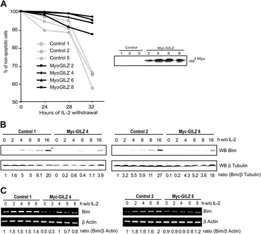 Figure 5. GILZ overexpression protects CTLL-2 cells from interleukin-2 deprivation–mediated apoptosis through down-regulation of Bim expression. (A) Randomly selected control or Myc-GILZ–overexpressing CTLL-2 clones were deprived of IL-2 for the indicated period of time. Cells were then stained with propidium iodide and analyzed for DNA hypodiploidy by flow cytometry. Of 3 representative experiments, 1 is shown. Right hand panel: Western blot analysis of Myc-GILZ–expressing clones. (B-C) Clones overexpressing GILZ (4 and 6) and control clones (1 and 2) were deprived of IL-2 and lysed at the indicated period of time. (B) Western blot was performed using an anti-Bim antibody. After stripping, membranes were reblotted with an anti–β Tubulin antibody as a loading control. Bim expression was quantified by densitometric analysis and normalized to the densitometric value of the β Tubulin (ratio Bim/β Tubulin). (C) Total RNA was extracted and used as a template for RT-PCR using primers specific for Bim or β actin. Bim expression was quantified by densitometric analysis and normalized to the densitometric value of the β actin (ratio Bim/β actin).