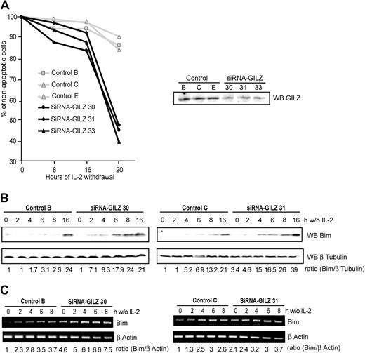 Figure 6. Preventing endogenous GILZ expression accelerates interleukin-2 deprivation–mediated apoptosis in CTLL-2 cells through the up-regulation of Bim expression. (A) Selected pSUPER-control or pSUPER-GILZ clones were deprived of IL-2 for the indicated period of time. Cells were then stained with propidium iodide and analyzed for DNA hypodiploidy by flow cytometry. The data shown are representative of 2 independent experiments. Of 3 representative experiments, 1 is shown. Right hand panel: Western blot analysis of GILZ expression in the various pSUPER clones cultured in the absence of IL-2 for 4 hours. (B-C) GILZ siRNA expression accelerates IL-2 deprivation–induced Bim expression. pSUPER-GILZ clones (30 and 31) and pSUPER control clones (B-C) were deprived of IL-2 and lysed at the indicated period of time. (B) Western blot was performed using an anti-Bim antibody. After stripping, membranes were reblotted with an anti–β Tubulin antibody as a loading control. Bim expression was quantified by densitometric analysis and normalized to the densitometric value of the β Tubulin (ratio Bim/β Tubulin). (C) Total RNA was extracted and used as a template for RT-PCR using primers specific for Bim or β actin. Bim expression was quantified by densitometric analysis and normalized to the densitometric value of the β actin (ratio Bim/β actin).