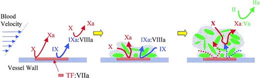 Figure 1. In the accepted view of thrombosis, factors IX and X activated by TF at the vessel wall must diffuse away from the vessel wall in order to generate prothrombinase activity near the surface of a growing thrombus. This path becomes increasingly hampered with the accumulation of platelets and fibrin.