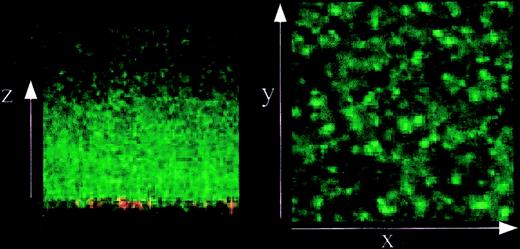 Figure 3. Confocal images of model clots with a 26 μm–thick platelet layer. Left, vertical cross-section; right, 25 × 25 μm en face view.