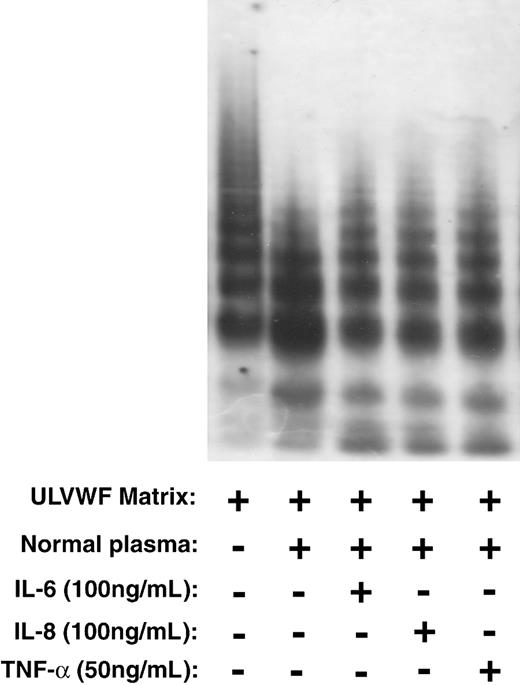 Figure 7. IL-6, IL-8, and TNF-α did not inhibit cleavage of ULVWF multimers under static conditions. ULVWF multimers were incubated with normal plasma or plasma pretreated for 30 minutes at room temperature with IL-6, IL-8, or TNF-α in the presence of urea and barium. After a 24-hour incubation, plasma treated with each cytokine cleaved ULVWF substrate to the same extent as untreated plasma. The figure is a representative of 3 independent experiments.