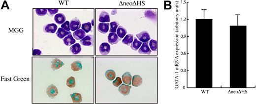 Figure 1. HS 1 is not required for eosinophil GATA1 expression and eosinophil maturation. (A) Morphology of eosinophils purified from blood and spleen of IL-5 transgenic mice with an intact (WT) or deleted HS1 enhancer (ΔneoΔHS). After cytospin, cells were stained with MGG stain to check their morphology or with Fast Green and Neutral Red to document presence of cytoplasmic green eosinophilic granules. Original magnification, × 400. (B) GATA1 mRNA levels were determined by Real-Time Taqman PCR in purified blood eosinophils from IL-5 transgenic mice with an intact (WT) or deleted HS1 (ΔneoΔHS) enhancer. The results are from 4 mice in each group. Error bars represent ± 1 SD.