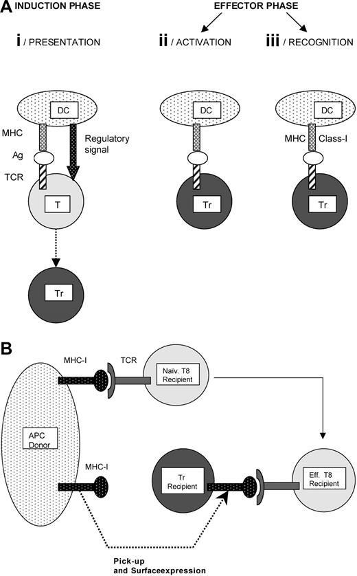 Figure 2. Antigen-induced regulatory T cells: cellular basis of the antigen specificity. (A) Antigen specificity is ensured at 3 stages: presentation, activation, and recognition. (i) Presentation. A dendritic cell (DC) is presented to a conventional T cell (T) combined with a regulatory signal provided by, or accompanying the DC. The regulatory signal induces differentiation of the antigen-specific conventional T cell into an antigen-specific regulatory T cell (Tr). (ii) Activation. The Tr must encounter the same antigen again in order to become activated and fully competent to suppress the specific immune response. This antigen-driven activation ensures that suppression is limited to a particular target. (iii) Recognition. Two mechanisms support the antigen-specificity target cell (APC or T cell) recognition by Trs. First, some Trs specifically recognize MHC class I antigens on allogeneic APCs. The second mechanism is illustrated in Figure 2B. (B) Antigen-specific recognition of CD8 effector T cells by regulatory T cells. This mechanism has been described in a murine model of skin allotransplantation.30 The Trs acquire allogeneic MHC class I molecules from APCs and express them on their surface. This transfer allows the Trs to recognize autologous cytotoxic CD8 effector T cells bearing a TCR specific for the transferred MHC class I molecule.