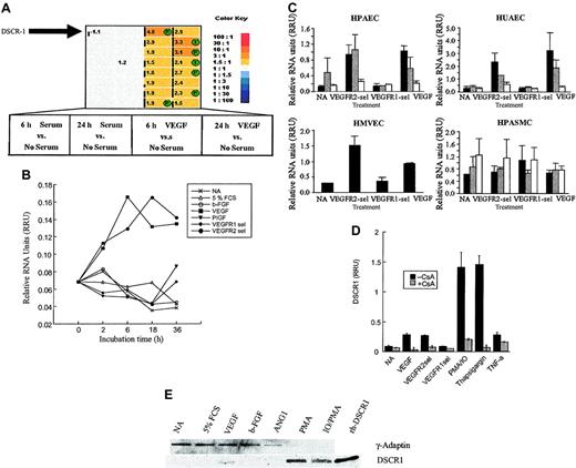 Figure 1. Gene expression analysis using GeneCall technology and RT-PCR. (A) Primary HUVECs were exposed for 0, 6, or 24 hours to either serum-free media or serum-free media complemented with VEGF or 5% FCS, respectively. Endothelial cells were lysed and total RNA was isolated and analyzed for gene expression by using GeneCalling technology as described previously.36 Each column represents the output of a series of binary comparisons that have been compared to each other. However, genes marked with “P” (P = poisoning) or “I” (I = Isolation, cloning, sequencing, and poisoning) were confirmed. Selected genes shown were found induced by VEGF at 6 and 24 hours, but not by stimulation by 5% FCS; the fold stimulation by VEGF is indicated by a number in each box. Gray boxes indicate that no change in expression was observed for the genes in the binary comparisons for serum at 6 and 24 hours versus no serum. Vertical black bars in the enlarged thumbnail indicate the confidence level of the gene call. (B) DSCR1 expression analysis by real-time PCR.21 HUVECs were kept in serum-free conditions and stimulated with either 5% FCS, b-FGF (10 ng/mL), VEGF (30 ng/mL), PlGF (100 ng/mL), VEGFR1-sel (100 ng/mL), or VEGFR2-sel (30 ng/mL) during the indicated amount of time. The mutant proteins used were VEGFR2-sel (KDR-selective): VEGF D63S/G65M/L66R and Flt-selective VEGF I43A/I46A/Q79A/I83.25 (C) DSCR1 expression analysis by real-time PCR. HPAECs, HDMECs, and HUAECs were incubated in presence of 0.5% FCS (NA), or in presence of 0.5% FCS and VEGF (30 ng/mL) or VEGF mutant forms, binding to either VEGFR1 (VEGFR1-sel, 100 ng/mL) or VEGFR2 (VEGFR2-sel, 30 ng/mL)26 for 4 (▪), 8 (▦) , and 24 (□) hours. As control cells, HUPASMCs were used, which do not express significant levels of VEGF receptors (data not shown). Data shown represent the average ± SD of triplicate samples of one representative of total 3 independent experiments. Relative RNA units (RRUs) are calculated as described by Gerber et al3 by using cyclophylin as reference gene. (D) DSCR1 expression analysis by real-time PCR. HUVECs were incubated for 2 hours in presence of CsA (1 μM) prior stimulation with VEGF (30 ng/mL), VEGFR2-sel (30 ng/mL), VEGFR1-sel (100 ng/mL), PMA (200 ng/mL), and IO (5 μM), thapsigargin (50 nM) or TNF-α (10 ng/mL) for 5.5 hours, as indicated. Data shown represent the average ± SD of duplicate samples run in parallel of one representative of total 2 independent experiments. (E) Western blot analysis of whole cell extracts of HUVECs grown in 0% serum, 0.5% BSA and 5% FCS, hVEGF (30 ng/mL), b-FGF (10 ng/mL), TNF-α (10 ng/mL) and PMA or ionomycine (IO) for 5 hours as indicated. As control, 100 ng recombinant DSCR1 protein was included.