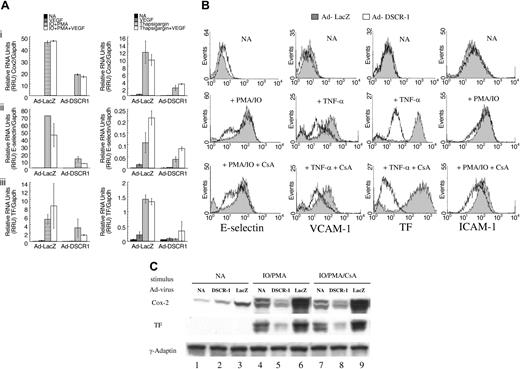 Figure 4. Repression of inflammatory marker gene expression by DSCR1 on activated endothelial cells. (A) Real-time RT-PCR analysis of HUVECs transduced with adenoviral vectors (MOI = 100) encoding for DSCR1 (Ad-DSCR1-FLAG) or control LacZ (Ad-LacZ). Two days after transduction, cells were incubated for 5 to 6 hours with growth medium alone or with growth medium complemented with PMA (200 ng/mL) and IO (5 μM), VEGF (30 ng/mL), thapsigargin (50 nM), or a combination thereof as indicated. Total RNA was isolated and levels for Cox-2 (i), E-selectin (ii), and TF (iii) were analyzed by real-time RT-PCR analysis. Data shown represent the average ± SD of triplicate samples of one representative of total 3 independent experiments. RRUs are calculated as described by Gerber et al3 by using GAPDH as reference gene. (B) FACS analysis of transiently transfected endothelial cells stimulated by various compounds. CsA (1 μM) was added to transduced cells 2 hours prior to stimulating cells with either PBS (NA), PMA (200 ng/mL), IO (5 μM), TNF-α (10 ng/mL), or a combination thereof. At 24 hours after stimulation, cells were removed from the culture dish by incubation in 25 mM EDTA (ethylenediaminetetraacetic acid/PBS for 10 minutes. Cells were analyzed for expression of E-selectin, VCAM-1, TF, and ICAM-1. White areas under the chromatograms represent expression levels on cells transduced with Ad-DSCR1; gray areas represent expression levels on LacZ-transduced cells. Data shown are from one representative of total 3 independent experiments. (C) Western blotting analysis of total cell extracts of HUVECs for Cox-2 and TF, respectively. To control for equal loading, an antibody recognizing γ-adaptin was used. Data shown are from one representative experiment of 3 independent experiments.
