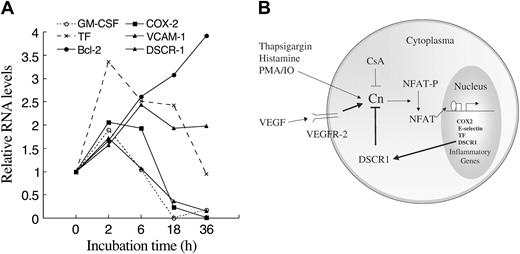 Figure 5. Transient regulation of inflammatory marker genes by VEGF on endothelial cells. (A) Real-time RT-PCR analysis of HUVECs kept in serum-free conditions and stimulated with VEGF (30 ng/mL), or serum-free medium only, during the indicated amount of time. TaqMan analysis for expression levels was conducted as described in Figure 2. The relative expression levels shown are generated by dividing the RRUs of gene expression in presence of VEGF with the nonstimulated levels. (B) Schematic representation of the negative feedback regulatory loop by DSCR1 in activated endothelial cells leading to interference with calcineurin signaling after stimulation by VEGF or compounds activating CnA signaling.
