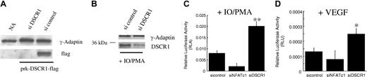 Figure 6. Knock down of endogenous DSCR1 by siRNA enhances NFAT activity in activated endothelial cells. (A) Western blot analysis of HUVECs cotransfected with siRNA and PRKN-DSCR1-Flag expression vector. Whole cell extracts were analyzed using an anti-FLAG antibody. (B) HUVECs transfected with siDSCR1 were analyzed for endogenous levels of DSCR1 by using a polyclonal antiserum detecting human DSCR1. (C) Luciferase reporter gene assay for NFAT activity in cell extracts from HUVECs after transient transfection with NFAT luciferase reporter constructs and the siRNA targeting DSCR1, NFATc1, or control and stimulated with IO/PMA (6 hours) or VEGF (D; 12 hours), respectively. Data shown are from one representative of a total of 3 independent experiments run in triplicate. Error bars = SD. *P < .01, **P < .001, using analysis of variance (ANOVA) by comparing siControl and siDSCR1 groups.