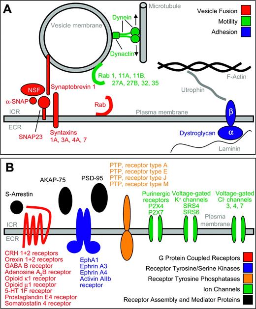 Figure 1. Schematic display of neurobiologic genes expressed in primary human CD34+ hematopoietic stem and progenitor cells. All genes, the expression of which we newly demonstrated in human CD34+ cells, are colored. Intracellular rooms (ICR) and extracellular rooms (ECR) are indicated. (A) Motility and cytoskeletal genes. (B) Receptors and ion channels.
