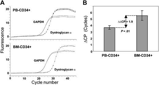 Figure 4. Differential dystroglycan α expression in human CD34+ cells of the blood and marrow. (A) Real-time RT-PCR curves of dystroglycan α (dotted line) and the GAPDH control (solid line) of 1 representative of 4 experiments are shown. (B) Average differences of crossing points (ΔCP) of dystroglycan α and GAPDH for all examined PB-CD34+ (n = 4) and BM-CD34+ (n = 4) samples are displayed. The lines in each bar indicate one standard deviation. The average difference of ΔCPs (ΔΔCP) of PB and BM is indicated by the double-headed arrow (P = .01).