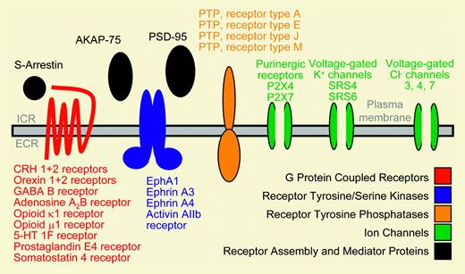 Schematic display of neurobiologic genes expressed in primary human CD34+ hematopoietic stem and progenitor cells. See the complete figure in the article beginning on page 81.
