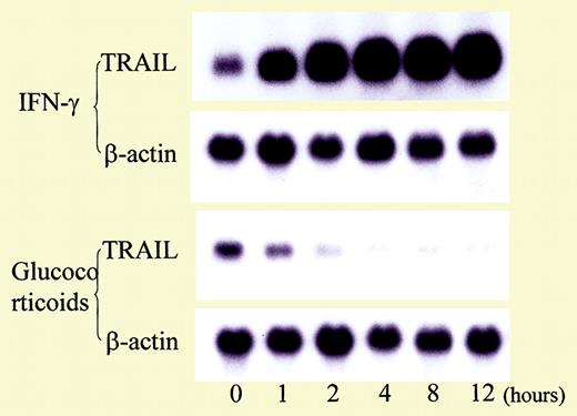 Influence of cytokines and glucocorticoid on TRAIL expression in T cells. See the complete figure in the article beginning on page 184.