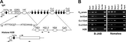 Figure 1. Oct1, Oct2, and BOB.1 transcription factors interact with the octamer motifs in Ig regulatory elements of immunoglobulin-producing Burkitt lymphoma cell lines. (A) Maps of the IgH and histone H2B showing the location of primers used for ChIP analysis. Oct indicates octamer motif; CDR3, complementarity determining region 3; intE, internal enhancer; and LCR, locus control region. Primer locations are depicted by arrows. (B) Binding of Oct1, Oct2, and BOB.1/OBF.1 to IgH regulatory regions of B-JAB and Namalwa cell lines was detected by chromatin immunoprecipitation (ChIP) assays. Primers specific for the histone H2B promoter were used as positive control. Negative controls were chromatin immunoprecipitated with anti-PLC-γ1 antibody as well as samples to which no antibody was added (No Ab). DNA purified from the lysates incubated without antibody was used as input control (Input). Amplification products were detected by ethidium bromide staining on agarose gel. All experiments were performed at least in triplicate. prom indicates promoter; and Int Enh, internal enhancer.