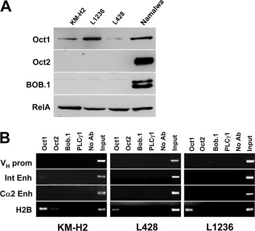 Figure 2. Absence of transcription factors at IgH regulatory regions in cHL cell lines. (A) Expression of Oct1, Oct2, and BOB.1/OBF.1 transcription factors in cHL cell lines. The proteins were detected by Western blot as described in “Materials and methods.” Equal loading was controlled for using antibodies specific for RelA (Rel family member p65). (B) ChIP experiments were performed as described in Figure 1B. Due to the switch recombination to IgG4 in Hodgkin cell lines, only the Cα2 3′ enhancer was assayed.