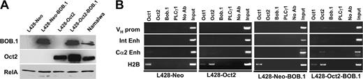 Figure 3. Ectopically expressed Oct2 and BOB.1/OBF.1 do not bind to cognate octamer motifs in L428 cells. (A) Western immunoblot with extracts from L428 cells expressing transfected BOB.1/OBF.1 and/or Oct2. L428-Oct2 cells stably transfected with an Oct2 expression vector or control cells and transfected with the neomycin resistance gene only (L428-Neo) were supertransfected with a BOB.1/OBF.1-expression vector as indicated in “Cell lines.” One day after nucleofection, cells were harvested and used for Western blot or ChIP assays. Extracts from Namalwa cells were used as positive control. RelA-specific antibodies were used as loading control. (B) ChIP analysis of BOB.1/OBF.1, Oct1, and Oct2 binding to Ig regulatory regions in L428 cells overexpressing Oct2 and/or BOB.1/OBF.1. See Figure 1 legend.