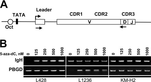 Figure 5. Inhibition of DNA methylation results in reactivation of IgH transcription. (A) Map of the VH region showing the location of primers used for RT-PCR analysis of IgH expression. Location of the forward primer in the leader regions enables the discrimination between spliced mRNA and genomic DNA contamination. V indicates variable; D, diversity; and J, joining. (B) Detection of Ig transcription in cHL cells by RT-PCR. L428, L1236, and KM-H2 cells were incubated for 72 hours in the presence of the indicated concentrations of 5-aza-dC. Total RNA was extracted from 1 × 106 cells and converted to cDNA. The specifically amplified products were detected by ethidium bromide staining on agarose gels. Sizes of the PCR products are indicated in Table 1.