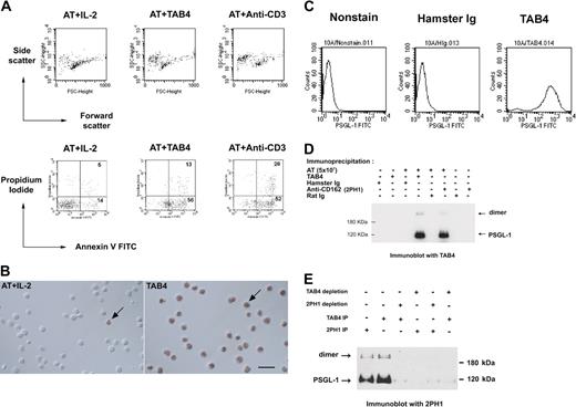 Figure 1. TAB4 triggers cell death of activated mouse T cells and recognizes mouse PSGL-1. (A) Activated mouse T cells on day 5 from stimulation with ConA (2 μg/mL) were incubated with TAB4 or control antibodies plus R anti-H overnight. Following double staining with Annexin-V FITC and propidium iodide, cells were analyzed by flow cytometry to determine the percentage of dead cells. Without gating, 10% of 10 000 total events were displayed. (B) TUNEL assays of control cells (left) and TAB4-treated cells (right). Few TUNEL-positive cells could be found in the activated T-cell (AT) population with IL-2 treatment (left). Plenty of TUNEL-positive cells were observed in AT treated with TAB4 for 6 hours. Arrows: cell nuclei with TUNEL-positive staining. Scale bar: 20 μm. (C) PSGL-1 transfectant cells, 10A, were stained with 5 μg/mL TAB4 or control antibody, hamster Ig, and analyzed by flow cytometry. (D) Total cell extract of 5 × 107 activated mouse T cells at late activated stages were immunoprecipitated by anti–PSGL-1 antibodies, TAB4, and 2PH1, respectively, and followed by immunoblotting for TAB4. (E) Total cell extracts of 3 × 107 activated mouse T cells at late activated stages were depleted for PSGL-1 by 2 successive rounds of incubation with affinity-purified anti–PSGL-1 antibodies using TAB4 or 2PH1. Residual proteins of the depleted extracts were immunoblotted with 2PH1 under reducing conditions. The Zeiss Axioskop was equipped with a 40×/0.75 Zeiss Plan-Neofluar objective lens (Carl Zeiss, Oberkochen, Germany) and a Nikon D1× digital camera (Nikon, Tokyo, Japan). Images were acquired with Nikon Capture 2 software and processed in Adobe Photoshop 7.0 (Adobe, San Jose, CA).