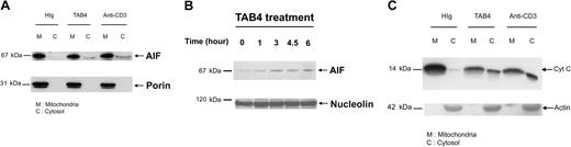 Figure 7. Activated T-cell death triggered by PSGL-1 cross-linking involves release of mitochondrial mediators. Differential subcellular localization of mitochondrial mediators was analyzed in activated mouse T cells on death triggered by cross-linking of PSGL-1. Immunoblotting with anti-AIF antibody and anti–cytochrome c antibody, respectively, revealed that AIF translocation was first detected in the 3-hour TAB4-treated cytosolic fraction (A). Nuclear fraction of activated T cells at indicated time points following TAB4 treatment was immunoblotted by anti-AIF (B). (C) Cytochrome c release from mitochondria was detected in cytosolic fraction of 6-hour treated cells. The data represent 3 independent experiments.