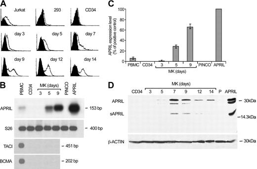 Figure 1. Expression of APRIL and its receptors during MK differentiation. (A) Flow cytometry analysis of cord blood CD34+ cells undergoing unilineage MK differentiation (from day 3 to day 14) labeled with recombinant Flag-APRIL (open histograms) as compared with staining controls (black histograms). Jurkat and 293 cells were used as positive and negative controls, respectively. (B-C) Semiquantitative RT-PCR (B) and real-time (C) analyses of CD34+ and differentiating megakaryocytic cells. Peripheral blood mononuclear cells (PBMCs) and hematopoietic progenitors transduced with empty vector (PINCO) or with APRIL cDNA (APRIL) were used as controls. Error bars indicate ± standard deviation (SD). (D) Immunoblot analysis of APRIL expression in CD34+ and differentiating megakaryocytic cells. 293 cells transfected with empty vector (P) or with APRIL cDNA (APRIL) were used as controls.