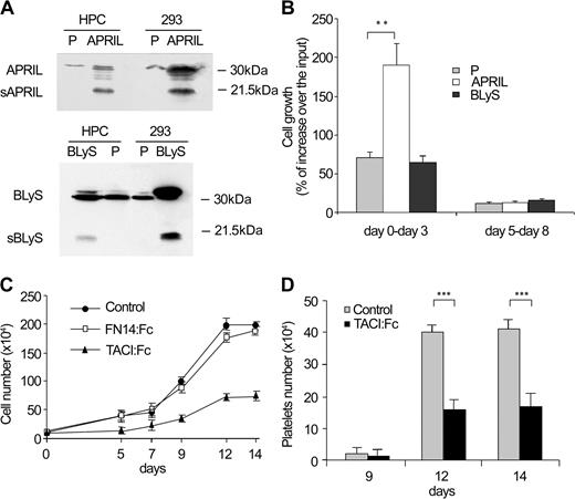 Figure 2. APRIL promotes MK expansion and platelet production. (A) Cycling cord blood CD34+ cells were transduced with empty vector (P), with APRIL (APRIL) or BLyS (BLyS) cDNA and analyzed by immunoblot for APRIL and BLyS expression after cytofluorimetric sorting based on GFP+ cells. 293 cells transfected with empty vector (P) or with APRIL (APRIL) or BLyS (BLyS) cDNA were used as controls. (B) Cell growth of cells transduced and sorted as described in panel A and cultured in unilineage MK system from day 0 to day 3 and from day 5 to day 8. (C) Cell growth of cord blood CD34+ cells cultured in standard unilineage MK system (control) or in the presence of TACI-Fc or Fn14-Fc recombinant soluble proteins (Alexis). (D) Platelet production from unilineage MK culture or in the presence or in the absence of recombinant soluble TACI-Fc. Error bars indicate ± SD. *P < .01, **P < .001.