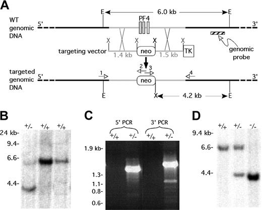 Figure 1. Generation of a targeted disruption in the mouse PF4 gene. (A) Strategy for creating a mPF4 knock-out mouse. E = EcoRI, X = XhoI, neo = neomycin resistance gene, and TK = thymidine kinase gene. The numbered arrows refer to the primers used to check for a targeted event by genomic PCR. (B) Southern blot of genomic DNA from ES cells with 1 correctly targeted line (+/–) and 2 wild-type lines (+/+) after a combined EcoRI/XhoI digest and using the genomic probe shown in panel A. (C) Genomic PCR demonstrating correct targeting of the mPF4 gene in the targeted ES line (+/–) and not in the wild-type ES cells (+/+). (D) Southern blot of genomic DNA from mPF4+/+ and mPF4+/– and mPF4–/– mice for the targeted disruption of the mPF4 gene following a EcoRI/XhoI double digestion and using the genomic probe shown in panel A.