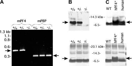 Figure 2. PF4 message and protein levels. (A) RT-PCR of mPF4 and mPBP (as a positive platelet control) using total platelet RNA message from mPF4+/+, mPF4+/–, and mPF4–/– animals. (B) Immunoblot using a mPF4-specific primary antibody of equal amounts platelet total proteins from mPF4+/+, mPF4+/–, and mPF4–/– animals (top). A Coomassie blue stain done on a parallel gel confirms equal protein loading (bottom). The arrow points to the mPF4 band. (C) Same as in panel B but for hPF4 using a hPF4-specific primary antibody. WT = wild-type mouse. Human refers to human platelet protein control.