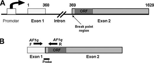 Figure 1. AF1q gene structure. (A) AF1q gene contains 2 exons separated by a 9-kb intron. Numbers above the gene represent the nucleotide sequence of the AF1q cDNA. Open reading frame (ORF) is located near the N-terminus of exon 2, proximal to the break-point region. (B) Primers (arrows) and TaqMan probe (solid bar) for the quantitative PCR are represented.