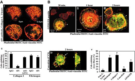 Figure 2. Optimal stress fiber and focal adhesion assembly requires α2β1 integrin and GPVI ligation. (A) MKs preincubated with function-blocking antibody directed against α2β1 integrin (6F1; 10 μg/mL) were plated on collagen I in serum-free medium (i). Cells were allowed to attach and spread for 2 hours before fixation and staining for actin cytoskeleton (rhodamine-phalloidin, red) or vinculin (FITC antibody, green). Serial images were captured starting from the basal level of the adherent cell. Sections are indicated on the right bottom of each image. Note that stress fiber and focal adhesion formation is completely impaired by pretreatment with anti-α2β1 mAb in all examined sections of a representative cell (compare with Figure 1A). Bar equals 10 μm. In panel Aii, the data shown are the mean values ± SD of 300 cells showing stress fibers in 3 independent experiments after treatment by blocking antibodies α2β1 (6F1; 10 μg/mL), monovalent GPVI Fab (clone 9O12.2; 20 μg/mL), or the isotype-matched control (20 μg/mL) and adhesion to collagen I or fibrinogen matrices. (B) Time course of stress fiber and focal adhesion organization after attachment of primary human MKs to slides coated by GFOGER peptide (20 μg/mL), the specific substrate of α2β1 integrin. In each panel, a projection of representative horizontal section of cells stained by TRITC-phalloidin and vinculin (i-iii) showing lamellipodia (arrowheads) and stress fibers (arrows). In panel Biv, MKs were allowed to adhere for 2 hours on CVX. Horizontal confocal section of a projection gradually rotated by an angle of 5° shows the colocalization of actin (red and yellow) and vinculin (green and yellow) in filopodia (arrow) and the attachment plan (arrowhead) in a representative cell (x-y projection view). In panel Bv, the mean ± SD of 300 cells adherent to the indicated substrates for 2 hours and showing stress fibers in 3 independent experiments is shown.