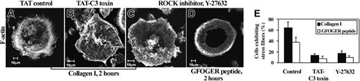 Figure 3. Rho-ROCK pathway is involved in stress fiber formation induced by collagen I and GFOGER peptide. (A) MKs were preincubated with a control TAT peptide that contains the TAT sequence fused to a scrambled sequence of the GPVI tail (Fl-Tat VI-4-Scr), (B) the specific inhibitor of RhoGTPase TAT-C3 toxin (25 μg/ml, for 24 hours), or (C) ROCK inhibitor Y-27632 (10 μM, for 1 hour). Cells were then plated on collagen I or GFOGER peptide for 2 hours. A representative photomicrograph (A) shows actin stress fibers in the basal section (0.75 μm) of an MK pretreated by TAT-control, whereas pretreatment by TAT-C3 toxin or Y-27632 inhibited actin stress fibers assembly in MKs plated on collagen I (B,C) or GFOGER peptide (D). Scale bar equals 10 μm in panels A-D. (E) Each bar represents the mean ± SD of 300 cells showing stress fibers in collagen I or GFOGER peptide without and with TAT-C3 or Y-27632 treatment in 3 independent experiments.