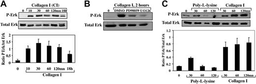 Figure 4. Collagen I induced rapid and sustained activation of Erk1/2 signaling pathway. MKs were kept in suspension in BSA-coated dishes (A-C lane 1), or plated on fibrillar collagen I (A lanes 2-6; B lanes 2-4; C lanes 5-7) or PLL substrates (C lanes 2-4) for the indicated times. MKs pretreated by PD98059 or UO126 (B lanes 3,4; 20 μM for 30 minutes) were seeded on collagen I–coated dishes for 2 hours. Cells were lysed as described in “Materials and methods.” Proteins were analyzed by Western blot analysis using mAbs against phosphorylated Erk or total Erk (A-C top and bottom panels, respectively). The graphs illustrate levels of phosphorylated Erk relative to the levels of total Erk present in each sample.