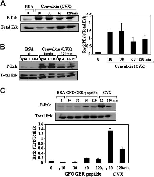 Figure 6. Erk1/2 activation is mainly induced by GPVI but not α2 ligation. (A,C) MKs were kept in suspension in BSA-coated dishes, allowed to adhere to CVX, the high-affinity substrate for GPVI or GFOGER peptide, the specific ligand of alpha2 integrin for different times. (B) MKs preincubated with the function-blocking anti-GPIbα (LJ-Ib1; lanes 2, 4, and 6) or the isotype-matched control (IgG1; lanes 1, 3, and 5) were kept in suspension (lanes 1-2) or allowed to attach to CVX substrate for 10 minutes (lanes 3-4) or 2 hours (lanes 5-6) in the presence of the antibodies (100 μg/mL). Suspended or adherent cells were lysed and subjected to Western blot analysis using an anti-phospho-Erk1/2 (P-Erk) antibody as indicated in “Materials and methods.” Equal loading was assayed by labeling with an anti-Erk antibody (Total Erk). Note that Erk phosphorylation induced by CVX was not affected by GPIbα blocking antibody (LJ-Ib1). The graphs illustrate densitometric quantitation of the ratio of phospho-Erk to total Erk in each condition. The mean ± SD of 3 independent experiments is shown.