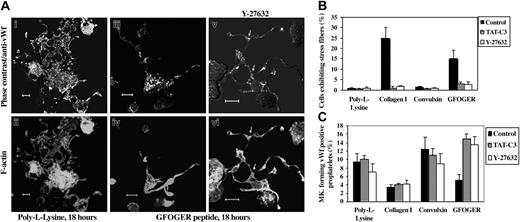 Figure 7. Rho/ROCK pathway negatively regulates proplatelet formation mainly through α2 integrin. (A) MKs were plated onto PLL (Ai-ii) or GFOGER-coated coverslips in serum-free medium and incubated for 18 hours without (Aiii-iv) or with Y-27632 (Av-vi). Adherent cells were fixed, permeabilized, and stained with polyclonal anti-VWF antibody (Ai,iii,v) and phalloidin (Aii,iv,vi). Phase contrast images merged with VWF staining show the distribution of VWF (Ai,iii,v) in MKs forming proplatelets. Phalloidin staining shows irregular F-actin distribution in the same cells (Aii,iv,vi). The arrowheads indicate branching emanating from VWF positive proplatelets (Av-vi). The graphs represent the mean ± SD of 300 cells showing stress fibers (B) or VWF+ proplatelets (C) in the indicated substrates without and with TAT-C3 or Y-27632 treatment in 3 independent experiments. Scale bar equals 10 μm.