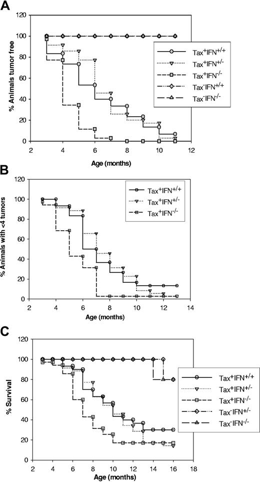 Figure 1. Analysis of tumor onset, tumor progression, and survival in wild-type (WT) and IFN-γ knockout mice. (A) Phenotype of Tax+IFN-γ-/- mice as measured by the onset of a visible tumor mass. Mice were genotyped by means of the PCR assay described in “Materials and methods,” and 38 Tax+ mice and 20 Tax- mice from each genotype were followed for the appearance of visible tumors at peripheral sites. The statistical significance of the observations was calculated by means of a paired t test in Sigma plot 2001. Tax+IFN-γ+/+ versus Tax+IFN-γ+/- (P ≤ .21), and Tax+IFN-γ+/+ versus Tax+IFN-γ-/- (P ≤ .003). (B) Progress of tumorigenesis in Tax+IFN-γ knockout mice as compared with Tax-transgenic mice. Animals were scored for appearance of multiple tumors (more than 4 visible tumors), and the statistical significance for the experiments was determined. Tax+IFN-γ+/+ versus Tax+IFN-γ+/- (P ≤ .69) and Tax+IFN-γ+/+ versus Tax+IFN-γ-/- (P ≤ .005). (C) Decreased survival of Tax+IFN-γ knockout mice. Tax+IFN-γ+/+ versus Tax+IFN-γ+/- (P ≤ .05) and Tax+IFN-γ+/+ versus Tax+IFN-γ-/- (P ≤ .003).