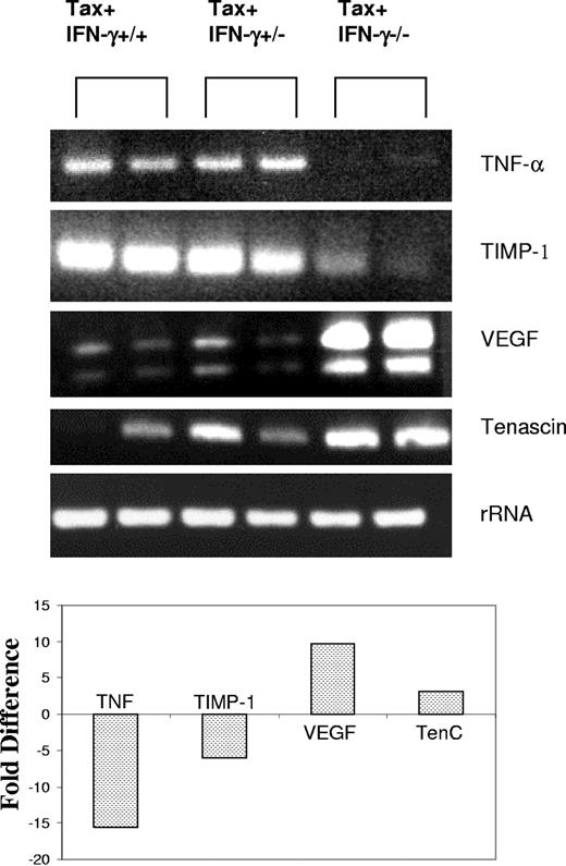 Figure 5. RT-PCR confirmation of differential gene expression. Two tumor samples from each genotype were used to extract total RNA. First, 2 to 5 μg total RNA from tumor tissues was reverse transcribed, and one-twentieth of each reaction was subjected to PCR amplification with the use of gene-specific primers as described in “Materials and methods.” RT-PCR assays were performed under linear amplification conditions. Then, 20 μL each reaction was visualized on a 1% agarose gel. S15 rRNA expression served as a control. Representative results from 1 of 3 independent experiments are shown. Fold difference of RNA expression was calculated by densitometry scanning of the agarose gels, and values from one representative experiment are shown here.