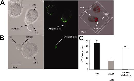 Figure 4. Lipid rafts polarized in DC and NK cells during the DC/NK cell interaction. (A-B) Confocal microscopy on mDC/NK cell cocultures stained with cholera toxin. Lipid rafts (GM1) of the mDCs (A) or of the resting NK cells (B) were stained using FITC-labeled cholera toxin. The lipid rafts of mDCs appeared as small fluorescent patches scattered on the plasma membrane in the absence of contacts (A, top left corner). In contrast, mDC lipid rafts became clustered at the mDC/NK cell interface after conjugate formation (A; DCNK-IS). A 3-dimensional reconstitution confirmed the membrane distribution of lipid rafts in the single mDC, whereas a skewed polarization was observed following DCNK-IS formation (A, right panel). The mean percentages of conjugates polarizing rafts from the DCs were 85% ± 6% in 3 independent experiments. A similar observation was made in labeled NK cells admixed with mDCs where a polarization of FITC-labeled cholera toxin was seen at the NK cell interface with mDCs. (C) Inhibitors of lipid raft mobilization prevent accumulation of phosphotyrosines at the DCNK cell interface. mDCs were pretreated with the indicated combination of MCD or cholesterol (or both) and then cocultured with NK cells (at a DC/NK cell ratio of 1:10) on slides coated with poly-L-lysine for 25 minutes, fixed, permeabilized, and stained. Results are expressed as the percentage ± SEM of conjugates associated with intracellular phosphotyrosine clustering at the DCNK-IS. One representative experiment of 3 is shown.