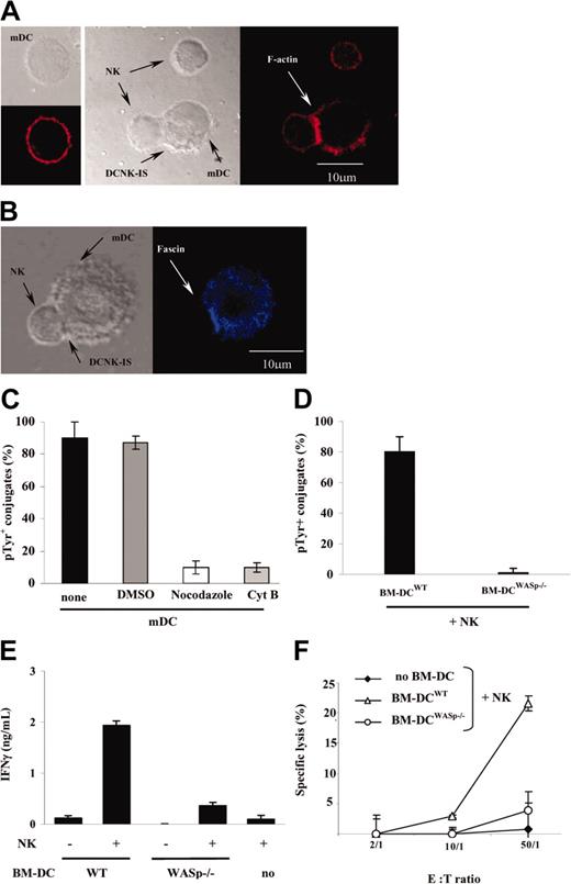 Figure 5. Cytoskeleton remodeling in DCs is critical for synapse formation and NK cell activation. (A) F-actin relocalized at the mDC/NK cell interface. Phalloidin-PE was used to stain the F-actin cytoskeleton of either mDCs or resting NK cells, cultured alone or together (25 minutes). Whereas phalloidin staining was uniform on cell membranes of mDCs (left panel) or resting NK cells alone (upper cell of the middle panel), it clustered at the mDC/NK cell interface in cocultures (as indicated with an arrow at the DCNK-IS). (B) Fascin relocalized at the mDC/NK cell interface. Up to 89% ± 5% of mDC/NK cell conjugates observed after a 25-minute coculture relocalized fascin toward the synapse. (C) Inhibitors of cytoskeleton remodeling impaired accumulation of phosphotyrosines at the DCNK-IS. Prior to coculture with NK cells, mDCs were pretreated with cytochalasin B (CytB) or with nocodazole. The percentages ± SEM of mDC/NK cell conjugates associated with pTyr clustering at the DCNK-IS is reported. DMSO used to solubilize nocodazole and CytB was also used as a negative control. The mean percentage ± SEM of 3 independent experiments is depicted. (D-F) DCs from WASp-mutant mice failed to promote productive DC/NK cell conjugates leading to NK cell activation. Mouse WASp-/- or wild-type BM-DCs were cocultured for 25 minutes with wild-type mouse NK cells on a slide coated with poly-L-lysine (D) or for 18 hours in 96-well plates (E-F). The percentages of conjugates associated with clustering of phosphotyrosines at the BM-DC/NK cell interface are reported (D). Confocal microscopy confirmed that WASp-/- BM-DCs failed to form conjugates with NK cells (not shown). The levels of IFN-γ released in the coculture supernatants were measured using ELISA (E) and YAC-1 target cell lysis was determined by a chromium release assay (F). One representative experiment of 3 is depicted. E:T indicates effector-target ratio.