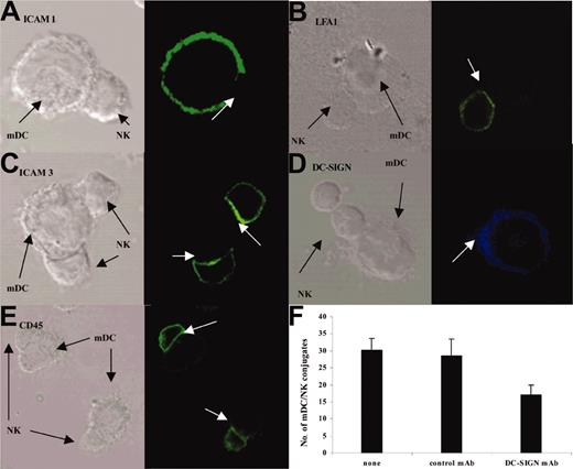 Figure 6. Redistribution of adhesion molecules in the DCNK-IS. mDC and NK cell cocultures were stained with either anti-ICAM-1 (A), anti-LFA-1 (B), anti-ICAM-3 (C), anti-DC-SIGN (D), or anti-CD45 mAb (E). Confocal microscopy analyses at 25 minutes highlighted a differential expression of these molecules in DCNK-IS with an exclusion of the ICAM-1 on mDCs and an enrichment of LFA-1 and ICAM-3 on NK cells. DC-SIGN molecules relocate from the mDC cell surface toward the mDC/NK cell synapse (D). CD45 was expressed on the whole NK cell membrane and was not specifically redistributed in the DCNK-IS (E). (A-E) White arrows depict DCNK-IS. (F) Blocking DC-SIGN using neutralizing DC-SIGN mAb decreased the early steps of mDC/NK cell conjugate formation (30% versus 17%; P = .037). Error bars represent SEM.