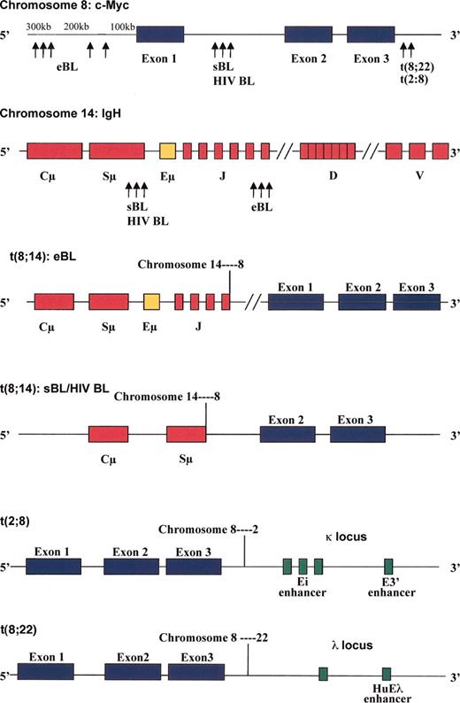 Figure 3. Positions of c-myc, IgH, Igκ, or Igλ breakpoints in t(8;14), t(2;8), or t(8;22) Burkitt lymphoma. The breakpoints for t(8;14) in endemic BL (eBL), sporadic BL (sBL), and immunodeficiency BL (HIV BL) are depicted. Juxtaposition of the Eμ enhancer on the IgH gene of chromosome 14, Ei and E3′ enhancers in the κ locus of chromosome 2, and HuEλ enhancer in the λ locus of chromosome 22 with the c-myc gene on chromosome 8 drive c-Myc overexpression in BL with t(8;14), t(2;8), and t(8;22), respectively.