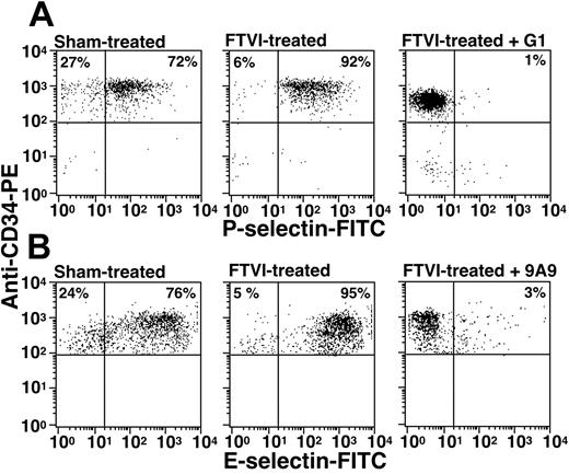 Figure 3. Surface α1-3 fucosylation of CB CD34+ cells increases binding to fluid-phase P-selectin and E-selectin. (A) Sham-treated or FTVI-treated CB mononuclear cells were stained with PE-conjugated anti-CD34 mAb and with P-selectin/IgG detected by biotinylated protein A and streptavidin-FITC in the presence or absence of a blocking mAb to P-selectin (G1). (B) Sham-treated or FTVI-treated CB mononuclear cells were stained with PE-conjugated anti-CD34 mAb and with E-selectin/IgM detected by FITC-conjugated goat anti–human IgM in the presence or absence of a blocking mAb to E-selectin (9A9). Binding was measured by flow cytometry. The percentage of cells in each quadrant is indicated. The results are representative of 3 independent experiments.