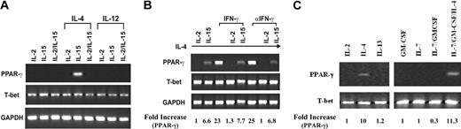 Figure 3. PPAR-γ expression in the human NKL cell line. (A) IL-4-induced PPAR-γ expression in NKL cells. NKL cells were cultured with IL-2, IL-15, or IL-2 plus IL-15 with or without IL-4 or IL-12 for 72 hours. RT-PCR was performed to detect transcripts for PPAR-γ, T-bet, and GAPDH. (B) Effect of IFN-γ on PPAR-γ expression. IFN-γ or antibody against IFN-γ (αIFN-γ) was added to IL-4-treated NKL cells cultured with either IL-2 or IL-15 for 72 hours. Transcripts for PPAR-γ, T-bet, and GAPDH were analyzed by RT-PCR. (C) IL-2, IL-4, IL-7, and IL-13 as well as GM-CSF were incubated with NKL cells for 24 hours. Expression of PPAR-γ, T-bet, and GAPDH were measured by RT-PCR. The PPAR-γ mRNA levels were presented as arbitrary units that were derived from average normalization densitometry values of each PPAR-γ band by corresponding GAPDH band or T-bet band.