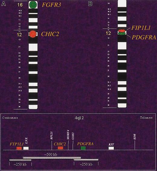 Figure 1. Probe schematic. Two strategies were used to detect FIP1L1-PDGFRA fusion at chromosome 4q12. The first strategy used a 2-color FISH approach with probes covering the CHIC2 locus at 4q12 that is direct-labeled with Spectrum Orange and a control probe covering the FGFR3 locus at 4p16.3 that was labeled in Spectrum Green (A). The second strategy used a break-apart FISH approach with 2 probes that both partially cover the CHIC2 locus and completely cover either the flanking FIP1L1 (labeled with Spectrum Orange) or PDGFRA (labeled with Spectrum Green) loci (B).