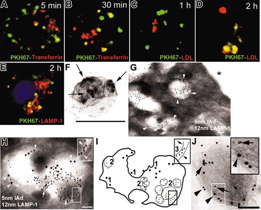 Figure 3. Traffic of exosomes internalized by BMDCs. (A, B) PKH67 exosomes (green) were rapidly internalized into early endosomes labeled with Texas red–transferrin (yellow indicates colocalization of green and red). (C,D) Later, PKH67 exosomes trafficked to late endosome/lysosomes labeled by Dil-LDL (red). (E) The traffic of PKH67-labeled exosomes through late endosomes/lysosomes was confirmed by colocalization of PKH67 and LAMP-1 in cytospins of BMDCs. (F) Exosomes (BALB/c) labeled with 5-nm gold (arrows) used to study the traffic of internalized exosomes within BMDCs by electron microscopy. (G) After 20 minutes, 5-nm gold exosomes (arrows) were detected in MVB expressing LAMP-1 (12 nm gold, arrowheads). No exosomes were found attached to the DC surface (asterisk). (H) Detail of an MVB expressing LAMP-1 (12-nm gold) in the limiting membrane (arrowhead) and with internalized 5-nm gold exosomes (arrows). Insert in panel H is the membrane of an internalized 5-nm gold exosome (arrow) and the membrane of the MVB (arrowhead). (I) Diagram of panel H: (1) 12-nm gold LAMP-1 on the membrane of the MVB, (2) internalized 5-nm gold exosomes, and (3) membranes of the 5-nm gold exosome (arrows) and the MVB (arrowhead). (J) Later, 5-nm gold particles (arrows, inset) were found in lysosomes stained with 12-nm gold LAMP-1 (arrowheads). (A-D) Confocal and (E) fluorescence microscopy; nuclei were stained with DAPI. (F-J) Electron microscopy; ×100 000-150 000. Bars = 100 nm. Data are representative of 4 independent experiments.