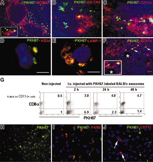 Figure 5. Traffic of exosomes in vivo. (A) Six hours after intravenous injection, PKH67-labeled allogeneic exosomes (BALB/c) were captured by MOMA-1+ macrophages (panel A, detail in insert), ER-TR9+ macrophages (B) and CD11c+ DCs (C) of the splenic MZ. (D, E) PKH67 and donor MHC-I from internalized exosomes colocalized in the cytoplasm of splenic DCs (D) and were found within LAMP-1+ vesicles (E). Scale bar equals 5 μm. (F) CD11c+ DCs (red) with PKH67+ (green) inclusions (yellow due to overlap, arrows) close to the arteriole of the splenic follicle (asterisk, inset). (G) Internalization of PKH67-labeled exosomes by subsets of splenic DCs assessed by flow cytometry at different time points. Numbers indicate percentage of cells. (H) Capture of circulating PKH67+ exosomes by the liver. (I, J) PKH67-labeled exosomes were captured by hepatic F4/80+ Kupffer cells (I) and were not detected in CD11c+ DCs (arrows). Nuclei were stained with DAPI. × 200. Panels D, E, and inserts in A and F are magnified at × 1000. Data representative of 3 independent experiments.