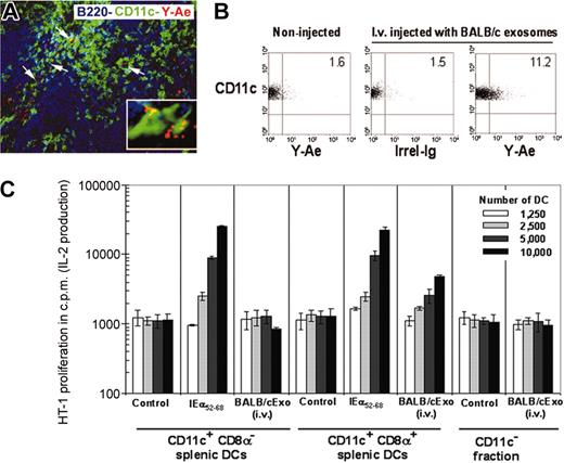 Figure 7. Presentation of exosomal allopeptides by splenic CD8α+ DCs. (A) Thirty-six hours after intravenous injection of unlabeled allogeneic exosomes (BALB/c), splenic DCs (CD11c+, green) expressing IAb-IEα52-68 detected by Y-Ae mAb (red or yellow due to overlapping, arrows and inset) were detected in T-cell areas, defined by the lack of B220 staining (blue). (B) Percentage of splenic DCs (B10) with surface IAb-IEα52-68 36 hours after intravenous injection of allogeneic exosomes (BALB/c). (C) Presentation of IAb-IEα52-68 to 1.3H1 T cells by different subsets of splenic DCs of B10 mice, 36 hours after intravenous administration of allogeneic exosomes (BALB/c). Data are representative of 3 independent experiments and displayed as their means ± SD.